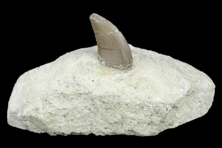 Serrated, Megalosaurid (Marshosaurus) Tooth - Colorado #177380